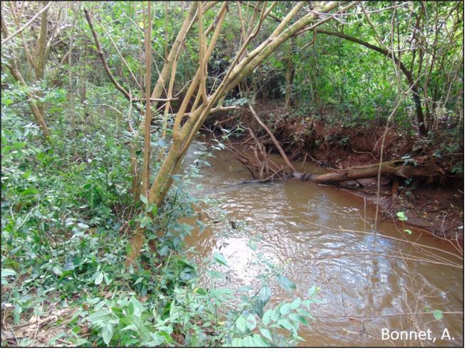 Figura 2 - Identificação de árvores em floresta fluvial.