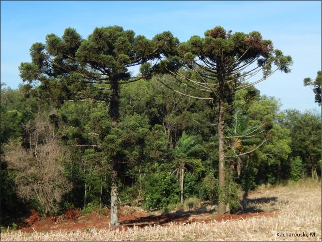 Figura 2 - Pinheiro, Araucaria angustifolia.