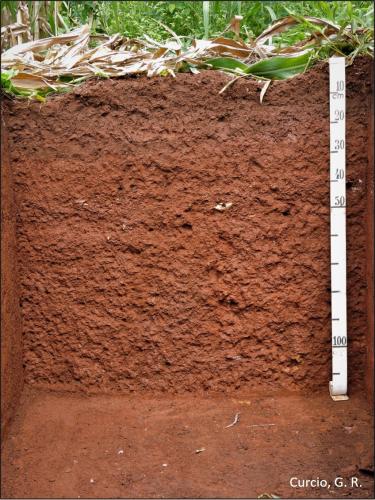 Figura 2b - Perfil de solo.