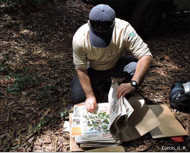 Figura 2 - Coleta de materiais vegetais.