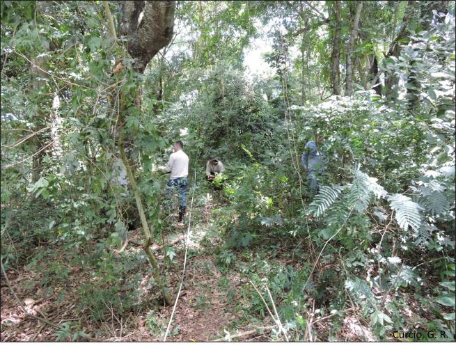 Figura 3 - Levantamento fitossociológico.