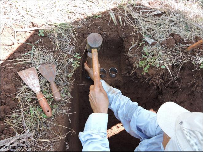 Figura 3a - Coleta de anéis.