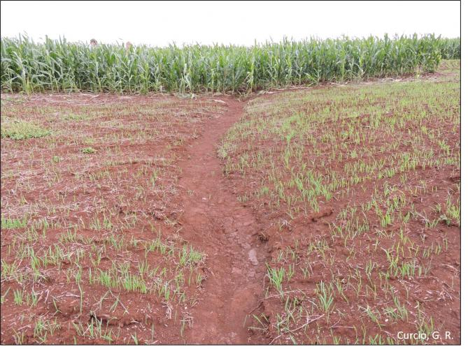 Figura 4 - Erosão em lavoura decorrente de compactação do solo.