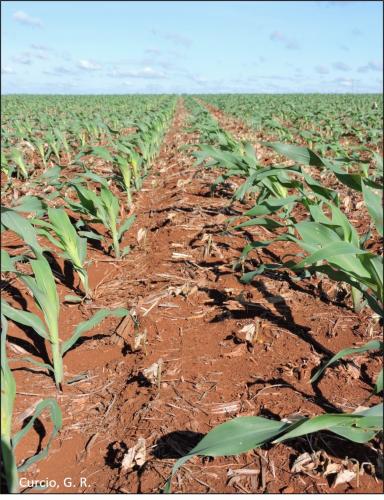 Figura 4 - Erosão entre-sulcos entre linhas de milho.