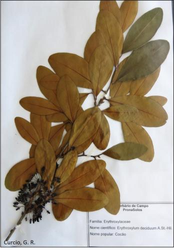 Figura 4 - Erythroxylum deciduum.