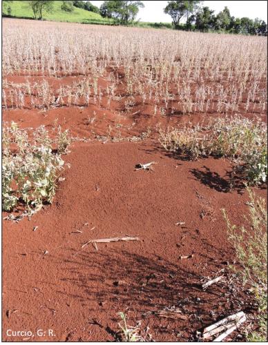 Figura 5 - Erosão em sulco em Nitossolo Vermelho.