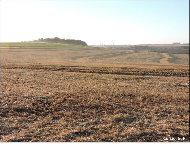 Figura 6b - Solo totalmente protegido por palhada.