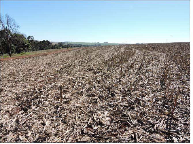 Figura 9 - Boa cobertura de solo com palhada de milho.