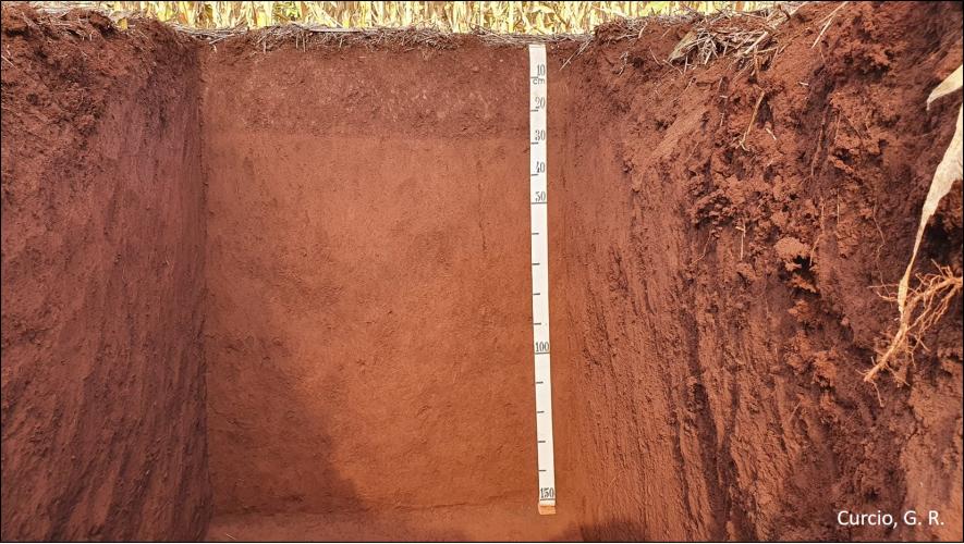 Figura 1 - LATOSSOLO VERMELHO Distroférrico típico.