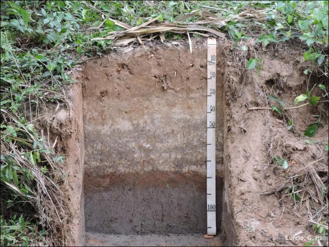 Figura 1 - Neossolo Flúvico Tb Distrófico gleissólico