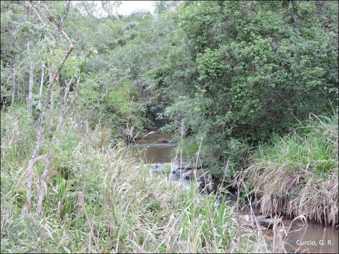 Figura 2 - Floresta fluvial situada na parte norte da BHP III