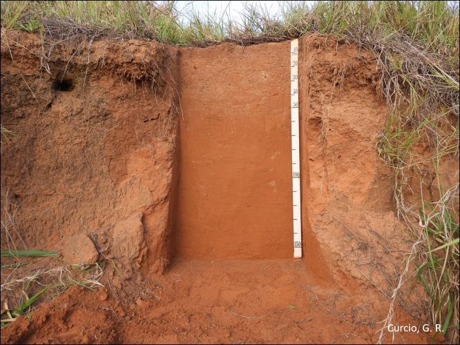 Figura 3 - Argissolo Vermelho-Amarelo Distrófico típico