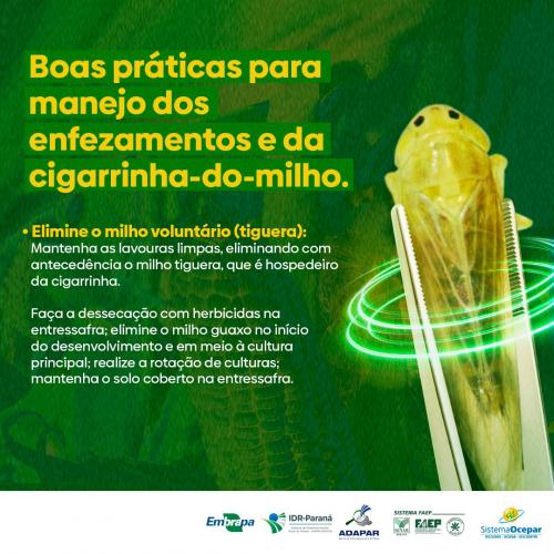 Campanha vai orientar produtores sobre cuidados com a cigarrinha-do-milho