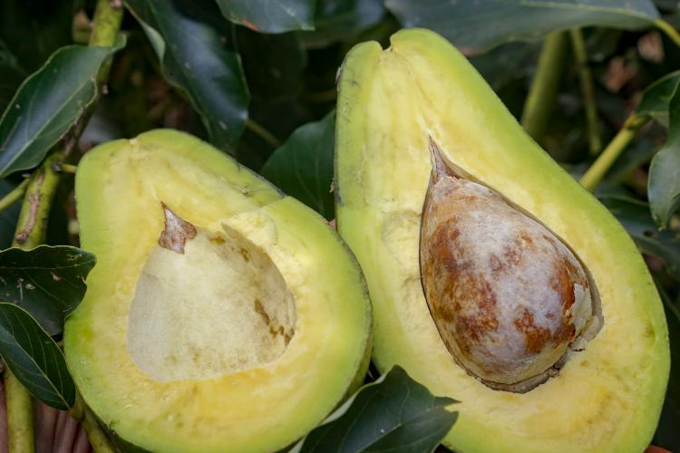 Seis das 12 principais frutas comercializadas pela Ceasa apresentam variação positiva de preços no primeiro semestre de 2024