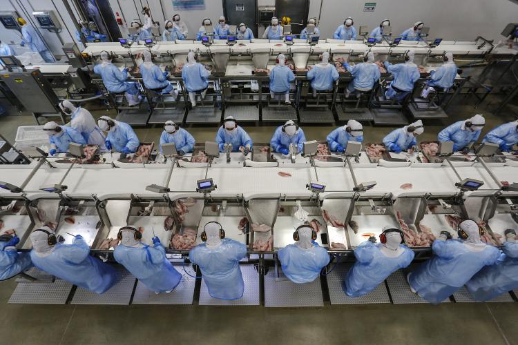 Com tilápia em alta, exportação paranaense de pescados cresceu 20% no 1º semestre