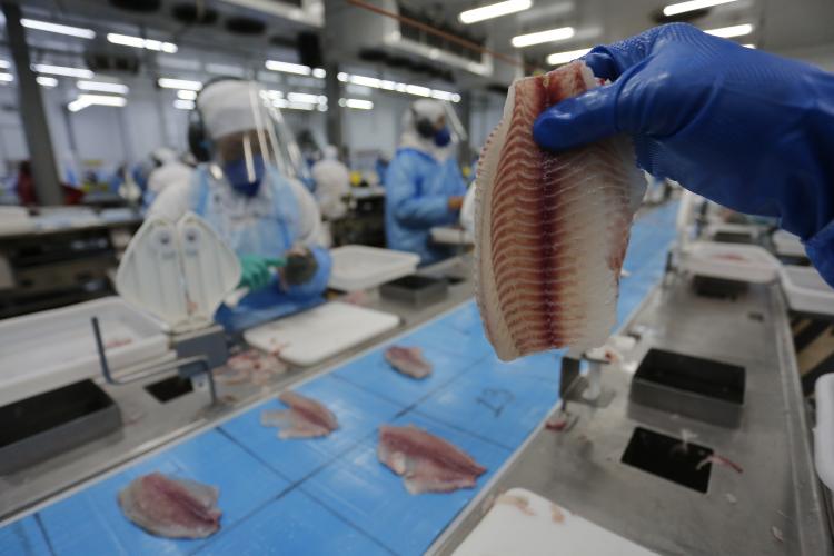 Com tilápia em alta, exportação paranaense de pescados cresceu 20% no 1º semestre