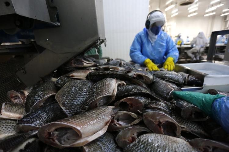 Com tilápia em alta, exportação paranaense de pescados cresceu 20% no 1º semestre