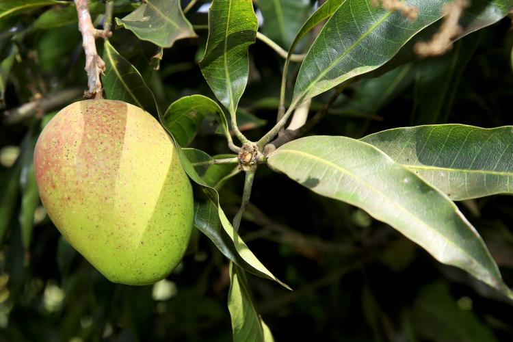 Seis das 12 principais frutas comercializadas pela Ceasa apresentam variação positiva de preços no primeiro semestre de 2024