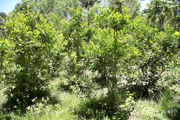 Com protagonismo da erva-mate, Paraná é destaque nacional na produção florestal