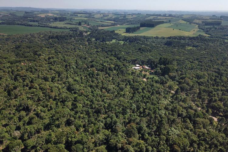 Com protagonismo da erva-mate, Paraná é destaque nacional na produção florestal