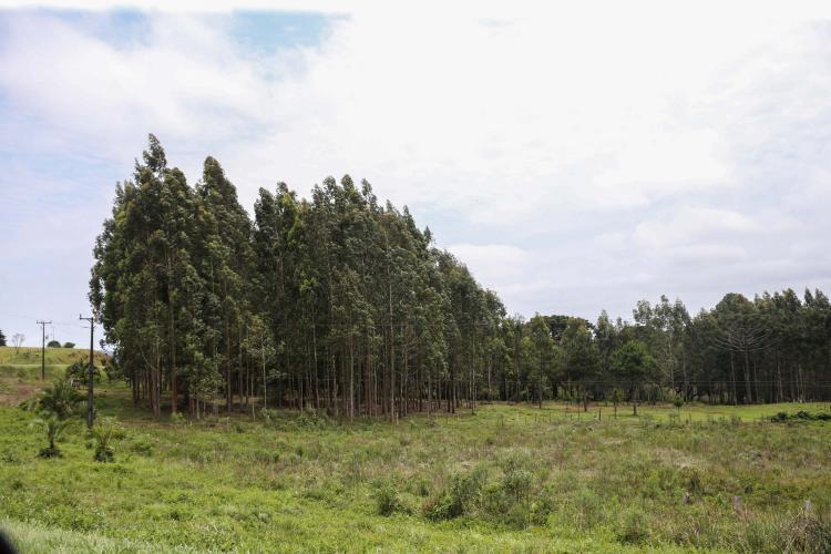 Com protagonismo da erva-mate, Paraná é destaque nacional na produção florestal