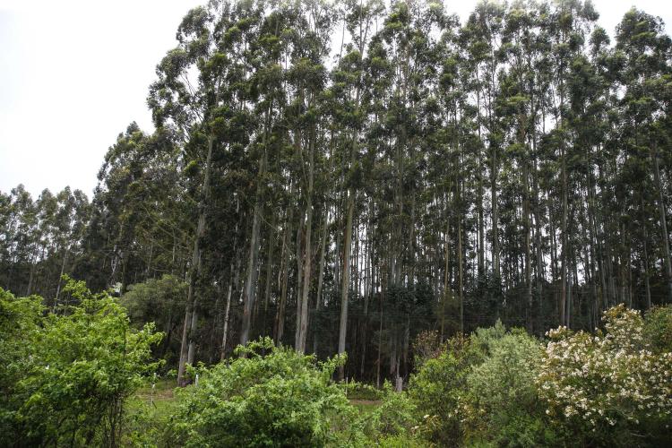 Com protagonismo da erva-mate, Paraná é destaque nacional na produção florestal