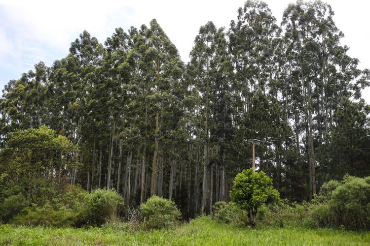 Com protagonismo da erva-mate, Paraná é destaque nacional na produção florestal
