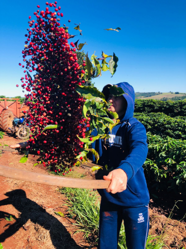 Mulheres do Café: 2º Cupping e Leilão impulsionam cafés especiais no Norte do Paraná