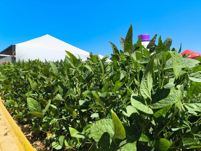 Copagril abre temporada de eventos agropecuários no Paraná