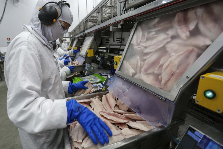 Volume de exportação de tilápia do Paraná cresce 47% em 2024 e vai para 27 países