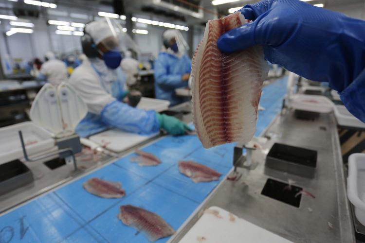 Volume de exportação de tilápia do Paraná cresce 47% em 2024 e vai para 27 países
