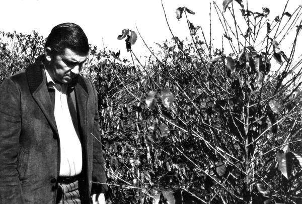 Governador Jaime Canet Junior em cafezal destruído pela geada em 1975