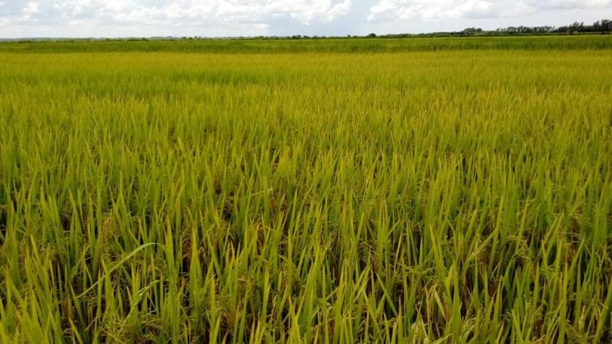 Boletim mensal do Deral aponta safra recorde de grãos no Paraná