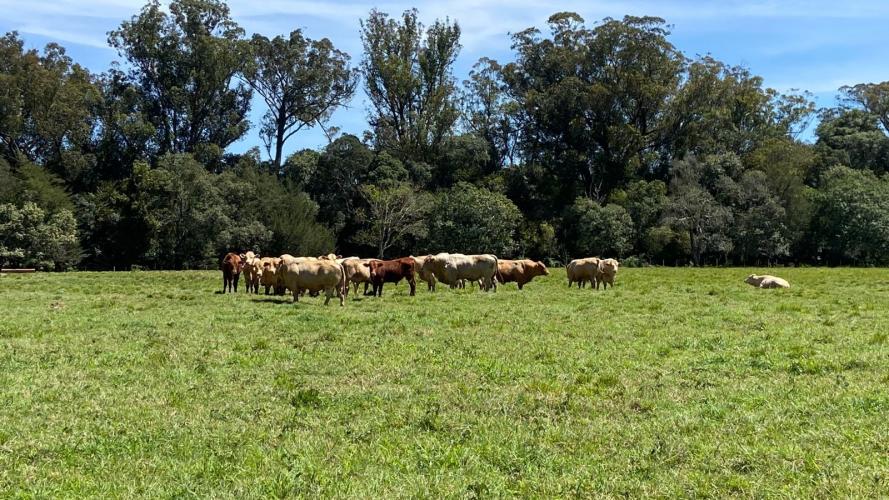 Mostra Tecnológica destaca integração lavoura-pecuária e soluções sustentáveis para a agropecuária no Paraná