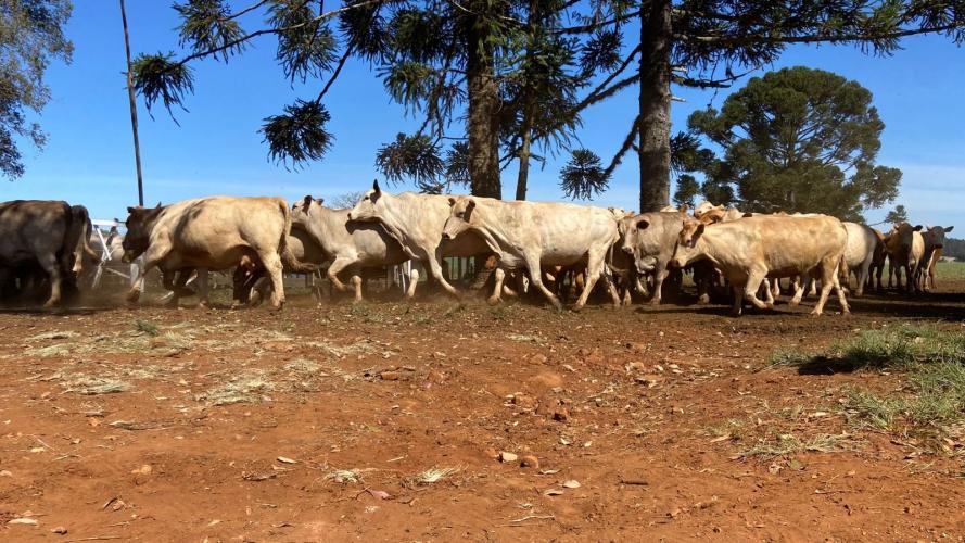 Mostra Tecnológica destaca integração lavoura-pecuária e soluções sustentáveis para a agropecuária no Paraná