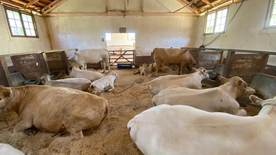 Mostra Tecnológica destaca integração lavoura-pecuária e soluções sustentáveis para a agropecuária no Paraná