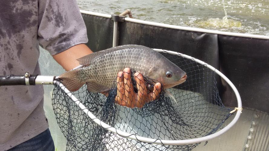 Paraná mantém-se na liderança da produção  agropecuária e recupera áreas de mata nativa