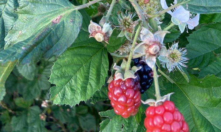 Produção de amora e exportação de proteínas animais avançam no Paraná