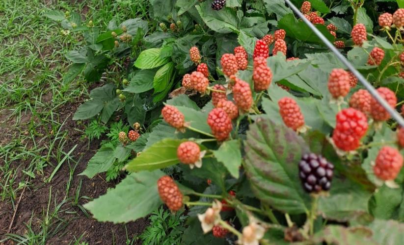 Produção de amora e exportação de proteínas animais avançam no Paraná