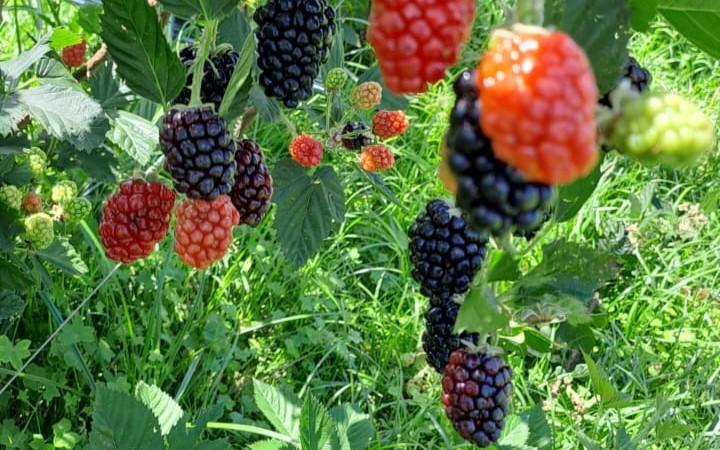 Produção de amora e exportação de proteínas animais avançam no Paraná