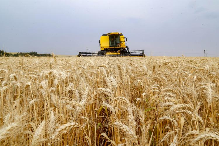 Paraná se torna líder na produção de mel
