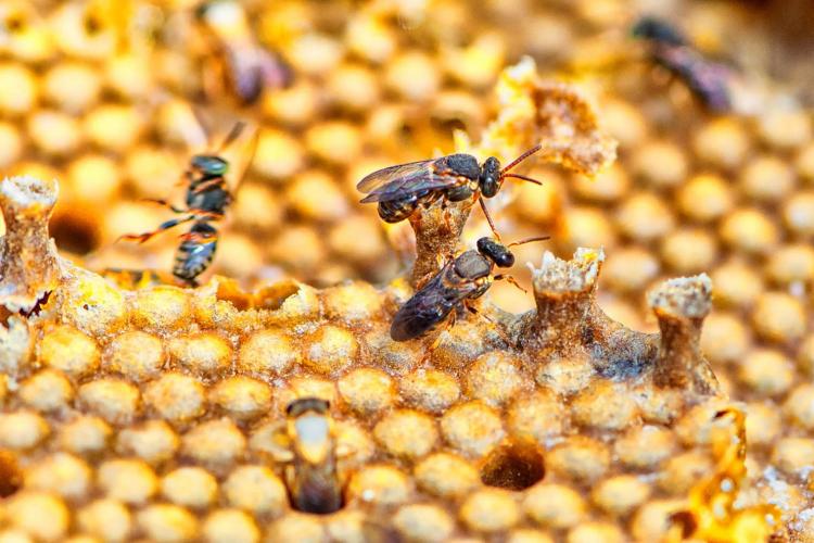 Paraná se torna líder na produção de mel