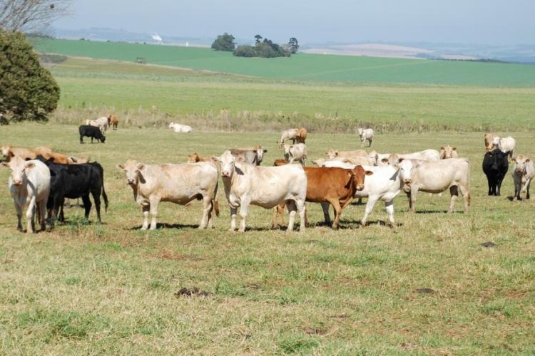 Paraná se torna líder na produção de mel