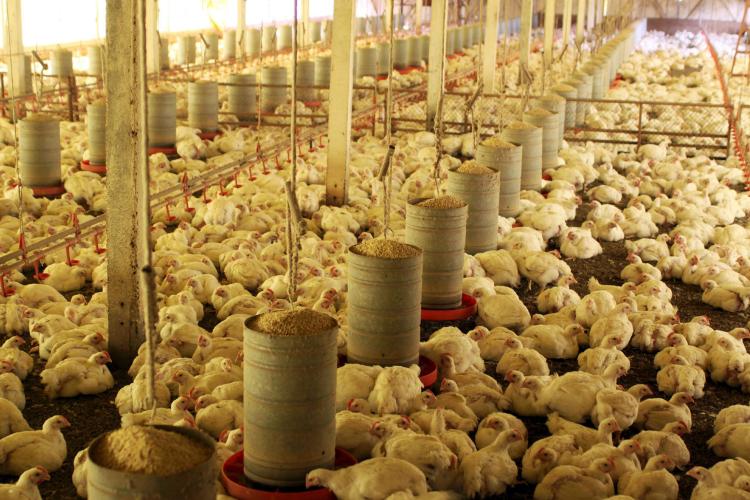 Com liberação da China, Paraná reforça liderança nas exportações de carne de frango