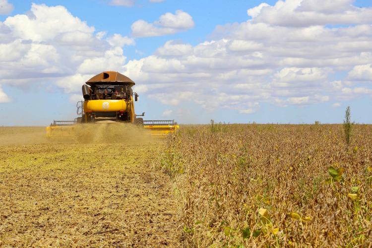 Chuvas do início de novembro provocam adaptações na agricultura paranaense, aponta Deral