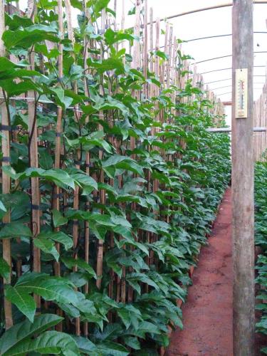 Seagri promove encontro em Cianorte, com destaque para o programa Irriga Paraná