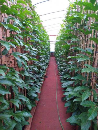 Seagri promove encontro em Cianorte, com destaque para o programa Irriga Paraná