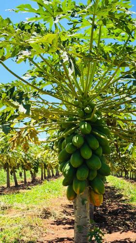 Seagri promove encontro em Cianorte, com destaque para o programa Irriga Paraná