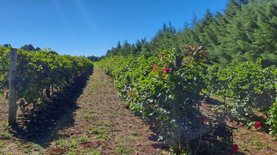 Programa de apoio à viticultura completa seis anos e beneficia mais de 400 produtores familiares