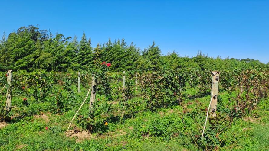 Programa de apoio à viticultura completa seis anos e beneficia mais de 400 produtores familiares